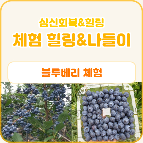 체험 힐링&나들이 프로그램(블루베리 체험) (6.30)